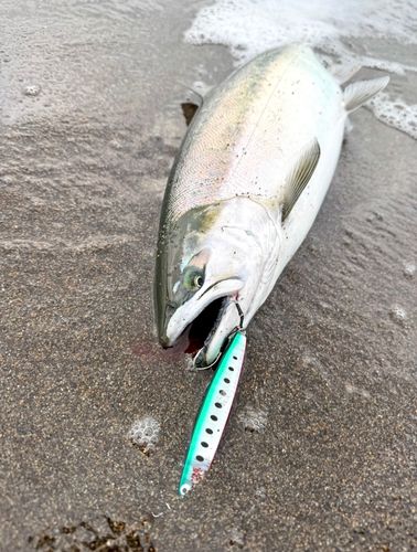 サクラマスの釣果