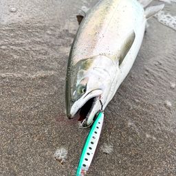 サクラマス