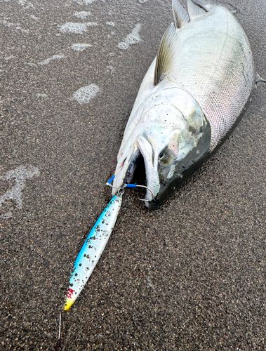 サクラマスの釣果