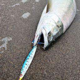 サクラマス