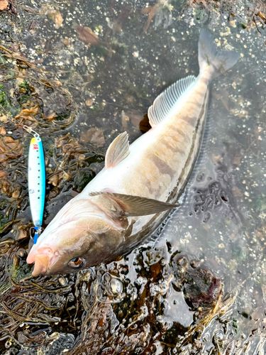 サクラマスの釣果