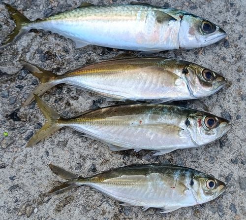 サバの釣果