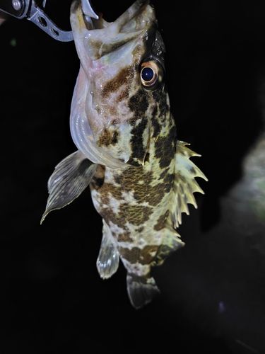 タケノコメバルの釣果