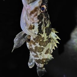 タケノコメバル