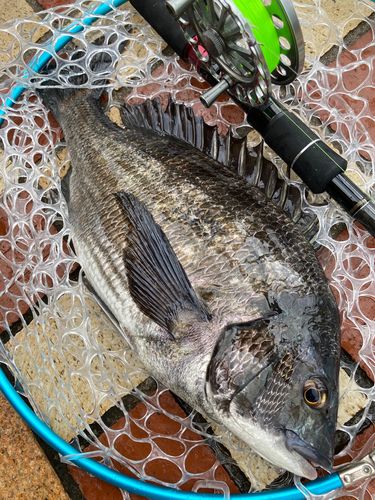チヌの釣果