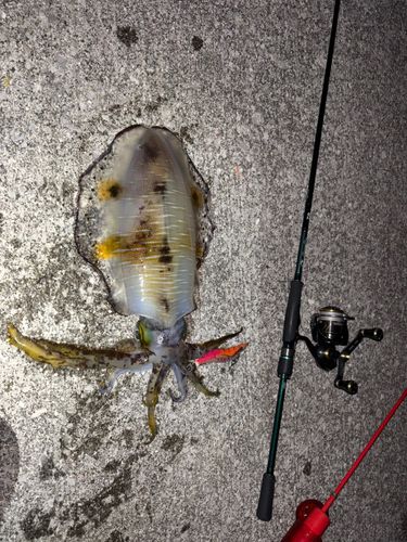 アオリイカの釣果