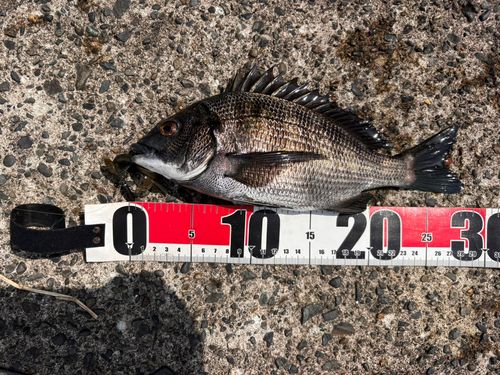 クロダイの釣果