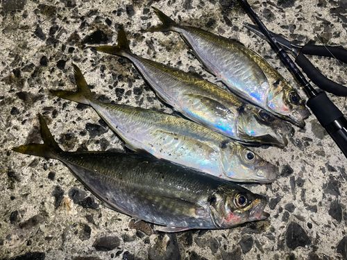 マアジの釣果
