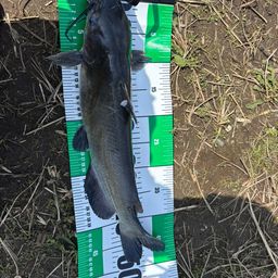 アメリカナマズ