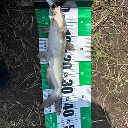 アメリカナマズ