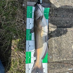 アメリカナマズ