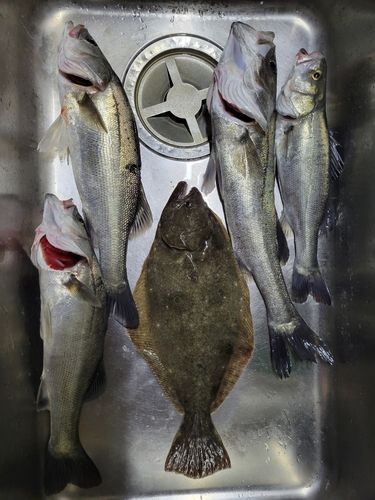 シーバスの釣果