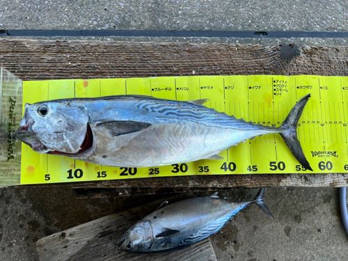 スマガツオの釣果