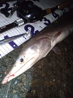 ハモの釣果
