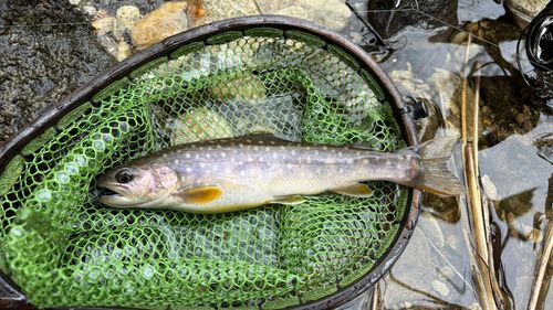 イワナの釣果