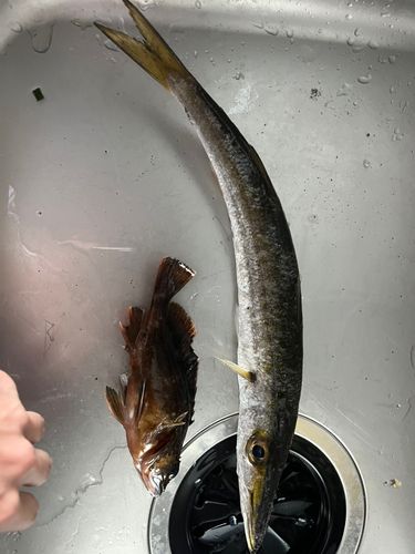 カマスの釣果