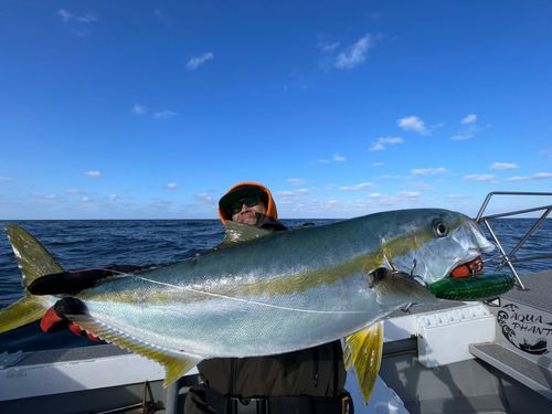 ヒラマサの釣果