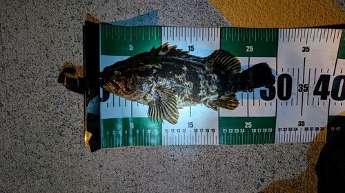 ベッコウゾイ