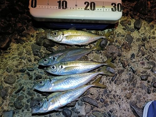 アジの釣果