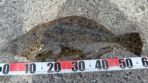 ヒラメの釣果