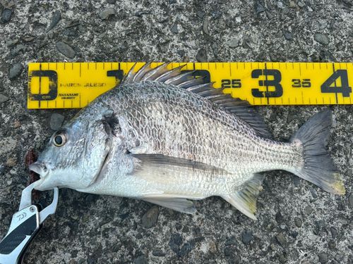 キビレの釣果