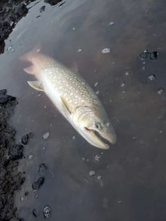 アメマスの釣果