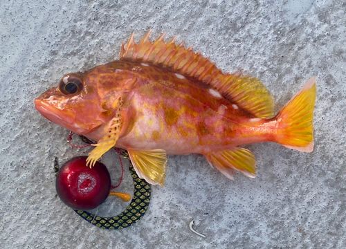 アヤメカサゴの釣果