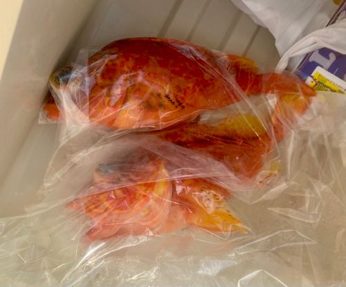 アヤメカサゴの釣果