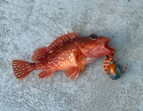 アヤメカサゴの釣果