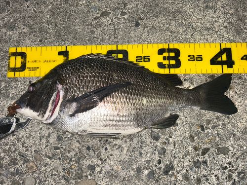 クロダイの釣果