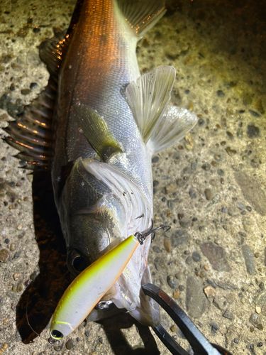 セイゴ（マルスズキ）の釣果