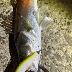 セイゴ（マルスズキ）