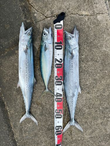 サゴシの釣果