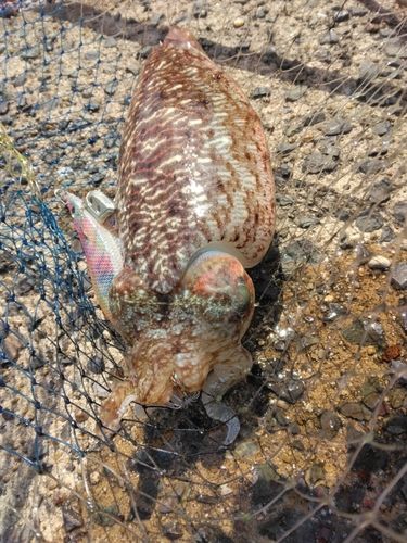 マツバイカの釣果