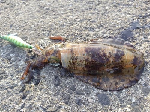 イカの釣果