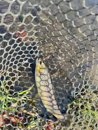 ブラウントラウトの釣果