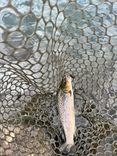 ブラウントラウトの釣果
