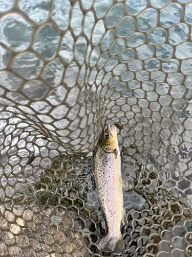 ブラウントラウトの釣果