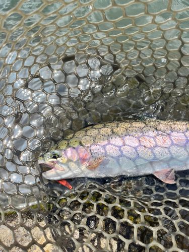 ニジマスの釣果