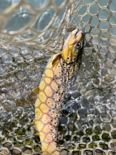 ニジマスの釣果