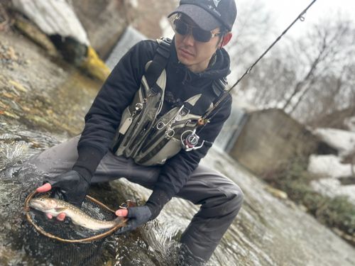 イワナの釣果