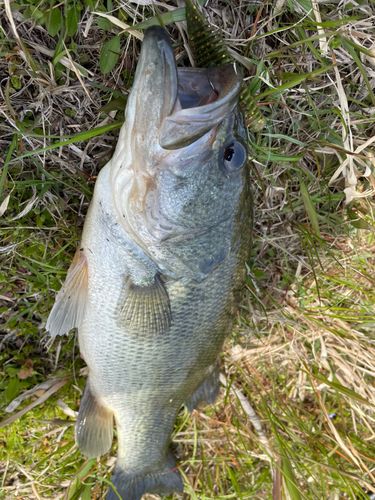 ラージマウスバスの釣果
