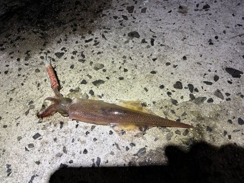 ヤリイカの釣果