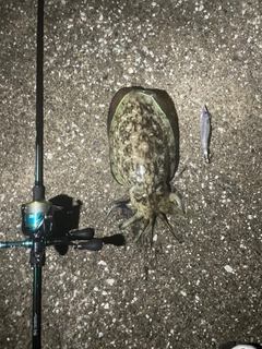 コウイカの釣果