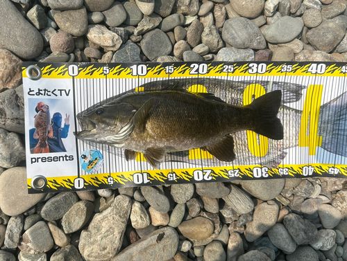 スモールマウスバスの釣果