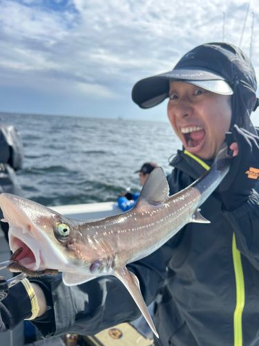 サメの釣果