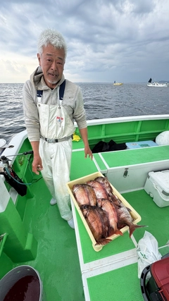 マダイの釣果