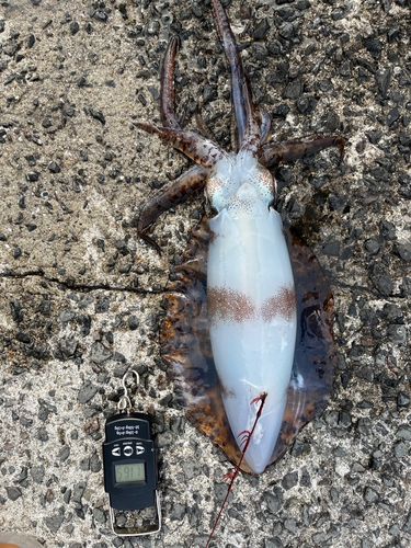 アオリイカの釣果