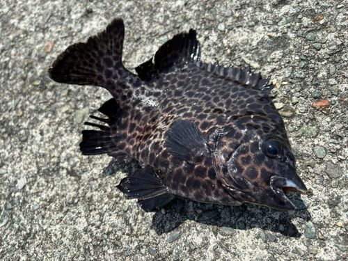 イシガキダイの釣果