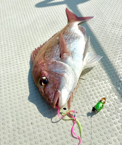 マダイの釣果